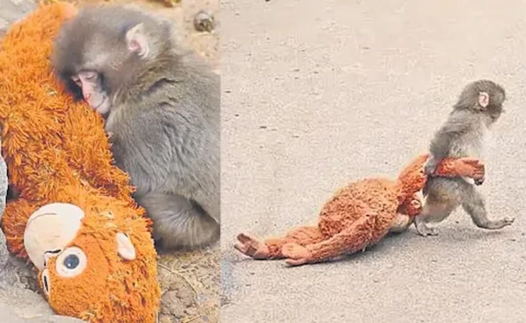 Japan Punch: Baby Monkey Star 'Punch' is gaining popularity, which is shaking up the internet..