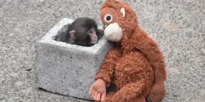 ఇంటర్నెట్ ను ఊపేస్తున్న బేబీ మంకీ స్టార్ ‘పంచ్’ కు పెరుగుతున్న ఆదరణ..