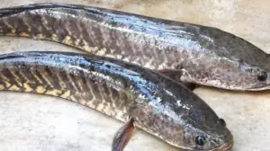 తెలంగాణలో కొర్రమీను క్లస్టర్