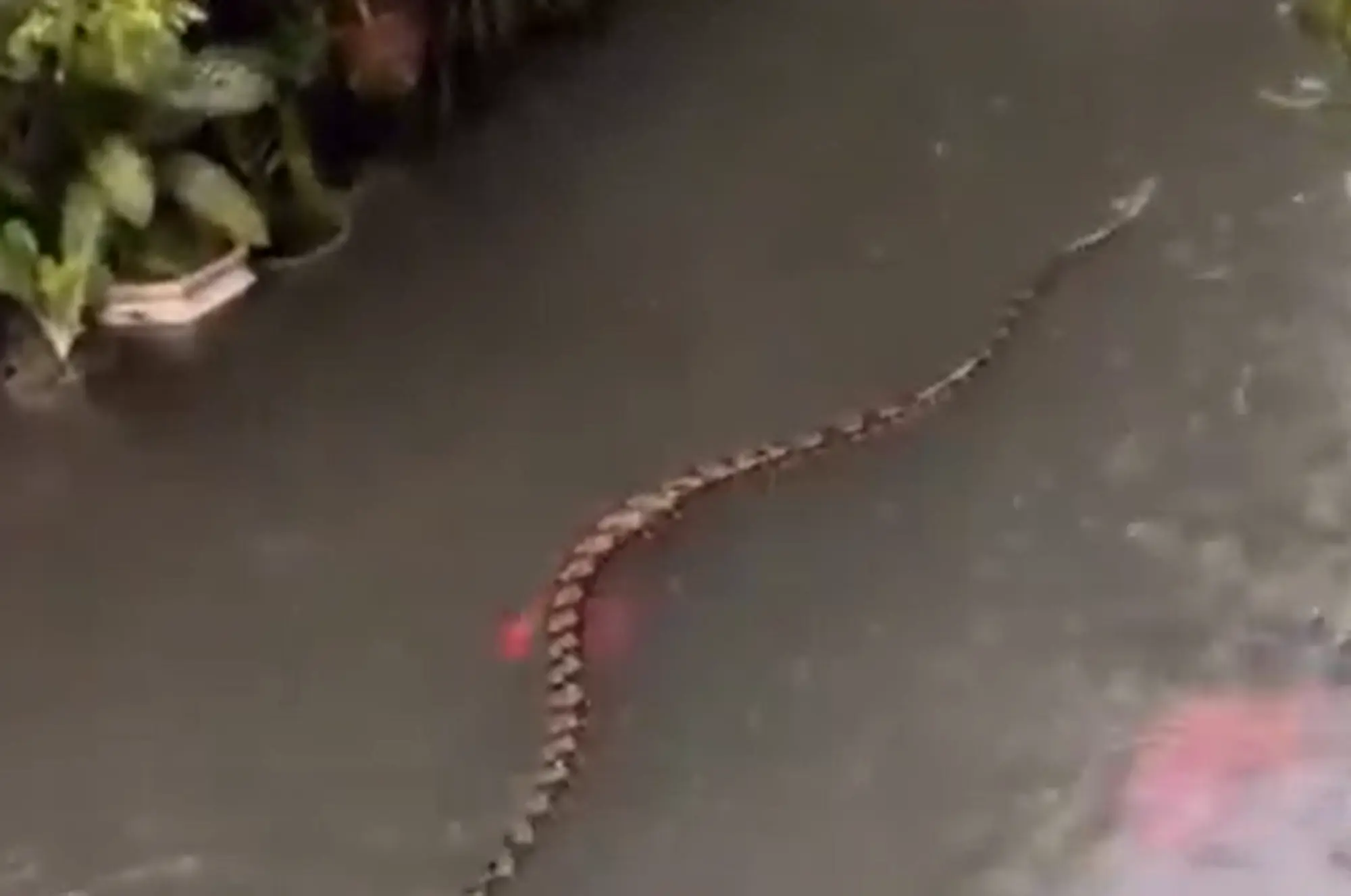 వీధుల్లో భారీ కొండ‌చిలువ‌..షాకైన స్థానికులు