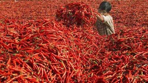 Farmers rejoice as chili prices increase