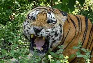 పులి దాడిలో మరణించిన దూడ..బిడ్డ వద్దకు అధికారులను తీసుకెళ్లిన తల్లి ఆవు