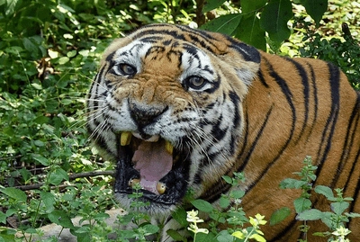 Telangana: పులి దాడిలో మరణించిన దూడ..బిడ్డ వద్దకు అధికారులను తీసుకెళ్లిన తల్లి ఆవు