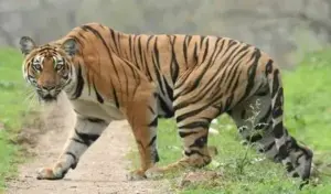 సిద్దిపేట జిల్లాలోకి పెద్దపులి ప్రవేశించినట్లు అనుమానం