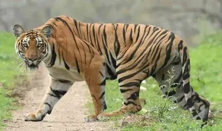 Tiger: సిద్దిపేట జిల్లాలోకి పెద్దపులి ప్రవేశించినట్లు అనుమానం