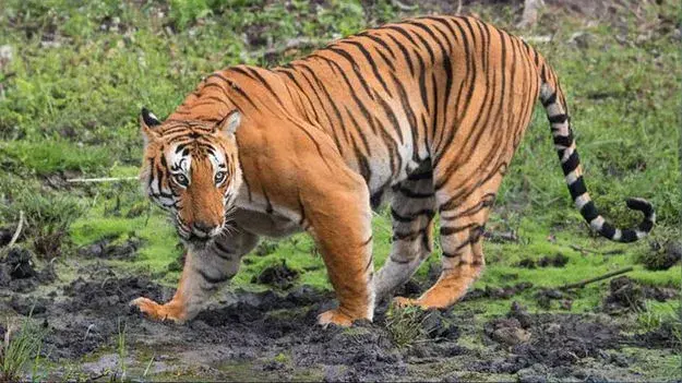 Tiger: పోలవరం జిల్లా ఏజెన్సీ ప్రాంతంలో పులి కలకలం