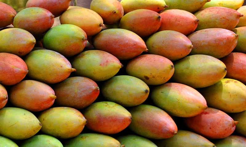Totapuri Mango : లక్ష కు పైగా ధర పలుకుతున్న ‘తోతాపురి మామిడి’
