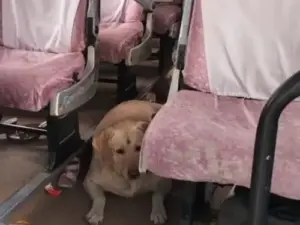 పెంపుడు కుక్క కోసం పెళ్లి రద్దు