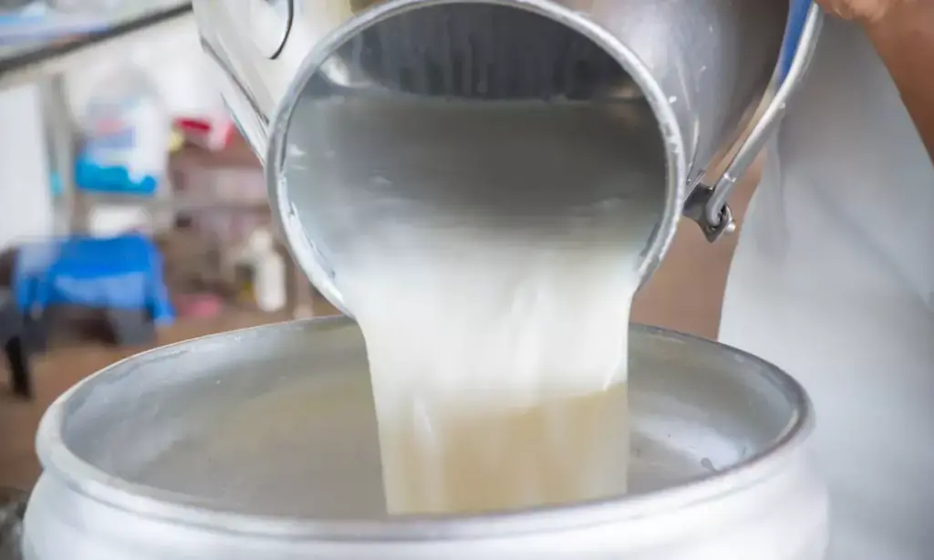 Rajahmundry Milk Case: కల్తీ పాల ఘటన: ఫోరెన్సిక్ నివేదికలో షాకింగ్ నిజాలు