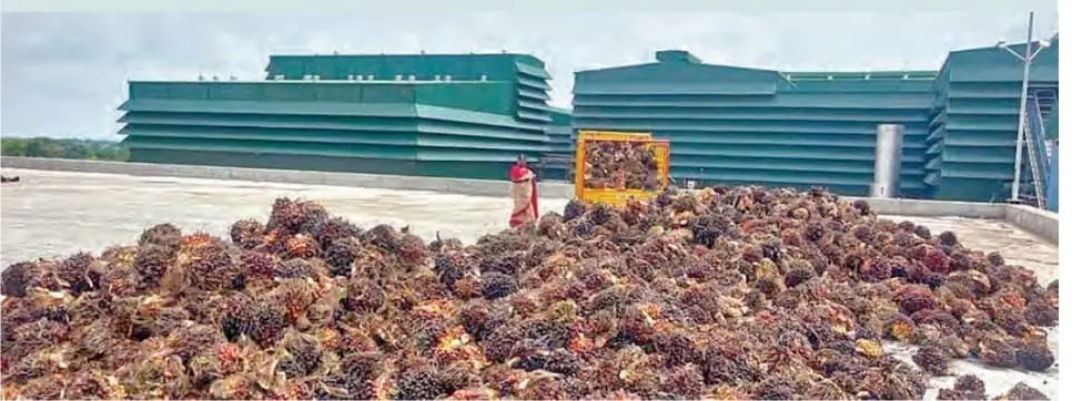 Telangana Oil Fed: ఆయిల్ పామ్ సాగులో మరింత అభివృద్ధి