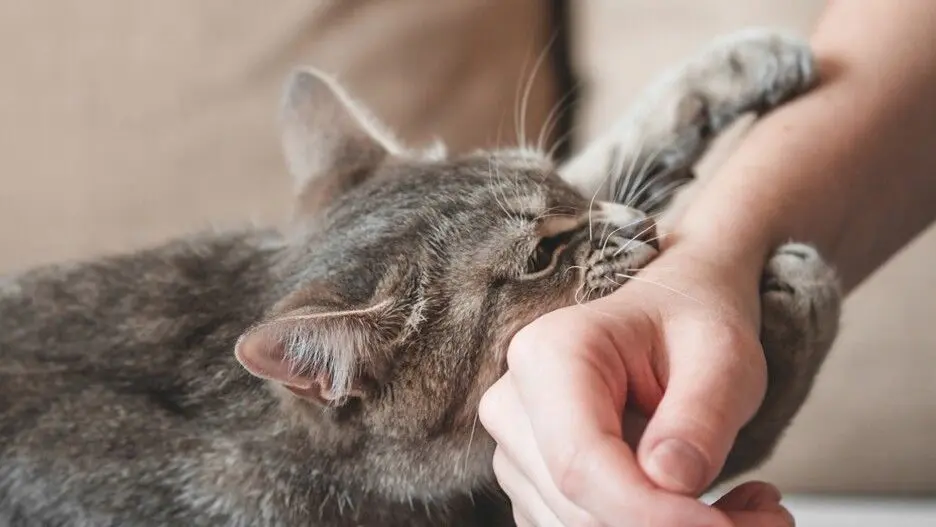 Mancherial Crime: పెంపుడు పిల్లులు కాదు పులులు.. వృద్ధురాలిని పీక్కుతిన్నాయి