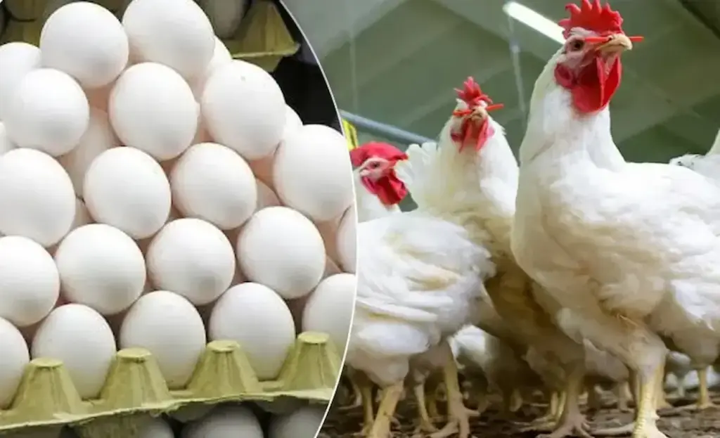 AP Egg Prices Fall: ఏపీలో భారీగా పడిపోయిన కోడిగుడ్ల ధరలు 