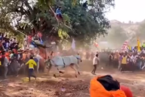 జల్లికట్టులో విషాదం, ముగ్గురు మృతి, 76 మందికి గాయాలు