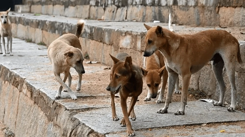 Mahabubabad: Stray Dogs Severely Injure Elderly Woman