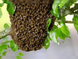 వెంకటాపురంలో తేనెటీగల దాడి..15 మందికి గాయాలు