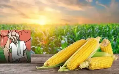 Telangana Agriculture: ప్రైవేటు వ్యాపారుల చేతిలో మక్క రైతుల నిలువు దోపిడీ