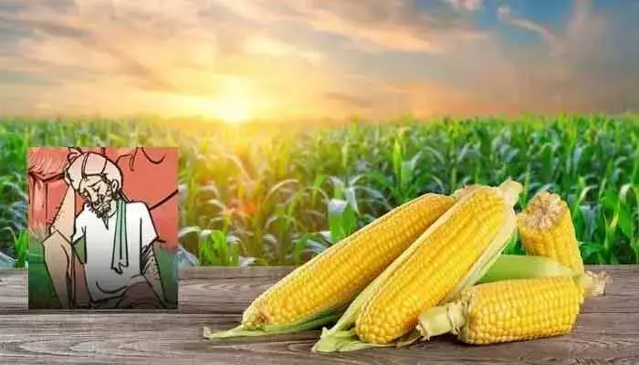 Telangana Agriculture: ప్రైవేటు వ్యాపారుల చేతిలో మక్క రైతుల నిలువు దోపిడీ