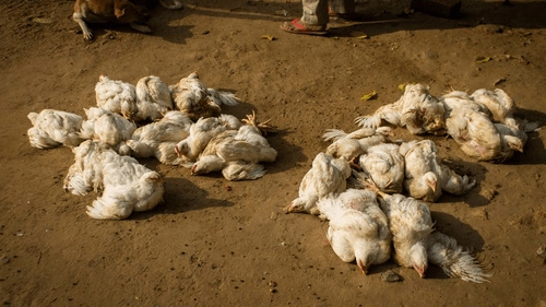 Andhra Pradesh: Chickens are dying in large numbers in the state!
