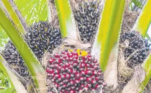 పెరిగిన ఆయిల్ పామ్ ధరలు.. రైతుల్లో కొత్త ఉత్సాహం