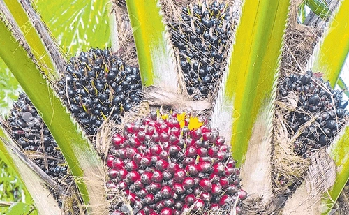 TG Oil Palm Price: పెరిగిన ఆయిల్ పామ్ ధరలు..  రైతుల్లో కొత్త ఉత్సాహం