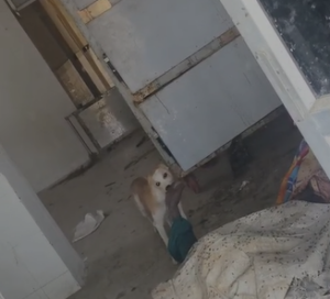 జడ్చర్ల ఆసుపత్రిలో అమానుషం.. మృతదేహాన్ని పీక్కుతిన్న కుక్కలు