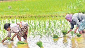 తెలంగాణ వ్యవసాయ రంగంలో సరికొత్త విప్లవం