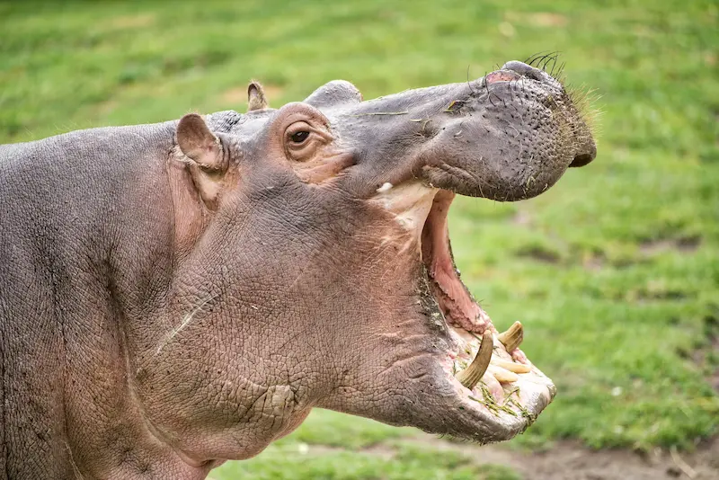 Karnataka Zoo: Female doctor dies in hippopotamus attack at Karnataka Zoo