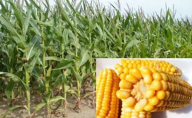 Telangana Agriculture: ప్రైవేటు వ్యాపారుల చేతిలో మక్క రైతుల నిలువు దోపిడీ