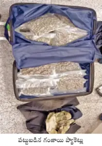 శంషాబాద్ విమానాశ్రయంలో గంజాయి పట్టివేత