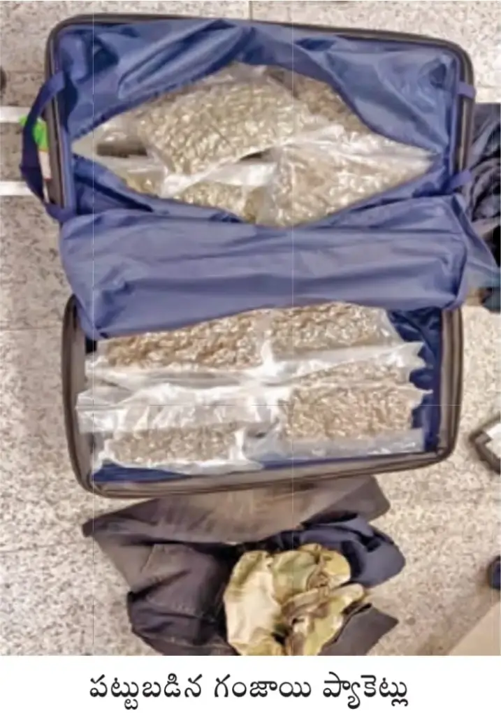 Ganja Seized: శంషాబాద్ విమానాశ్రయంలో గంజాయి పట్టివేత