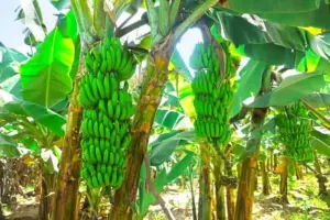 ఇరాన్ యుద్ధం..రాయలసీమ అరటి రైతులకు భారీ దెబ్బ