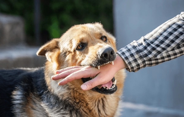Dog bite first aid: కుక్క కరిచిన వెంటనే ఏం చేయాలి?