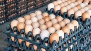 ఎగుమతులు నిలిచిపోవడంతో భారీగా పడిపోయిన గుడ్ల ధరలు