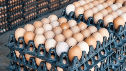 Telangana: ఎగుమతులు నిలిచిపోవడంతో భారీగా పడిపోయిన గుడ్ల ధరలు