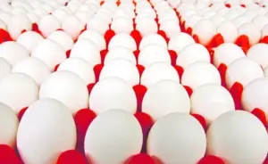 7 రూపాయల నుంచి 4 రూపాయలకు పడిపోయిన గుడ్డు ధరలు