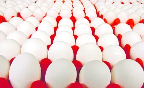 7 రూపాయల నుంచి 4 రూపాయలకు పడిపోయిన గుడ్డు ధరలు