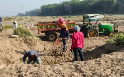Manjira River Illegal Sand Mining: మంజీర నదిలో ఇసుక దోపిడీ