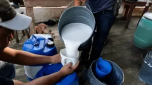 పాల కల్తీని గుర్తించాలంటే..