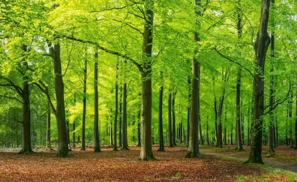 Telangana: AI surveillance eyes in the forest..constant patrolling