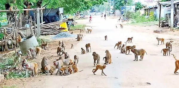 TG Monkeys Menace: కోతుల సమస్యతో కొత్త సర్పంచ్లు ఉక్కిరిబిక్కిరి