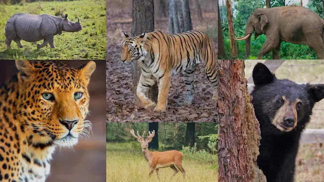 Wildlife conservation