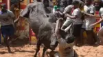 Jallikattu Accident