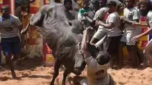 జల్లికట్టు పోటీల్లో విషాదం ముగ్గురు మృతి.. 76 మందికి పైగా గాయాలు