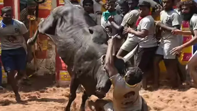 Jallikattu Accident :జల్లికట్టు పోటీల్లో విషాదం ముగ్గురు మృతి.. 76 మందికి పైగా గాయాలు