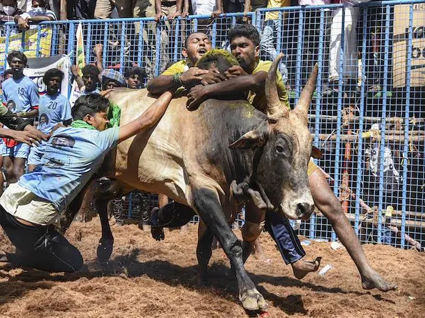 Jallikattu Accident