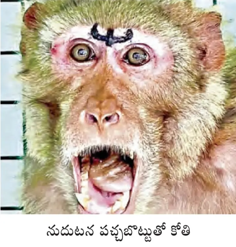 Nirmal District: కోతికి పచ్చ బొట్టు!