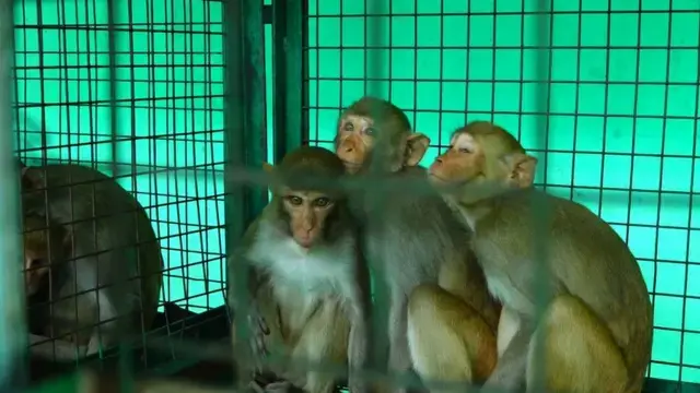 Nirmal District: Green tattoo for a monkey!