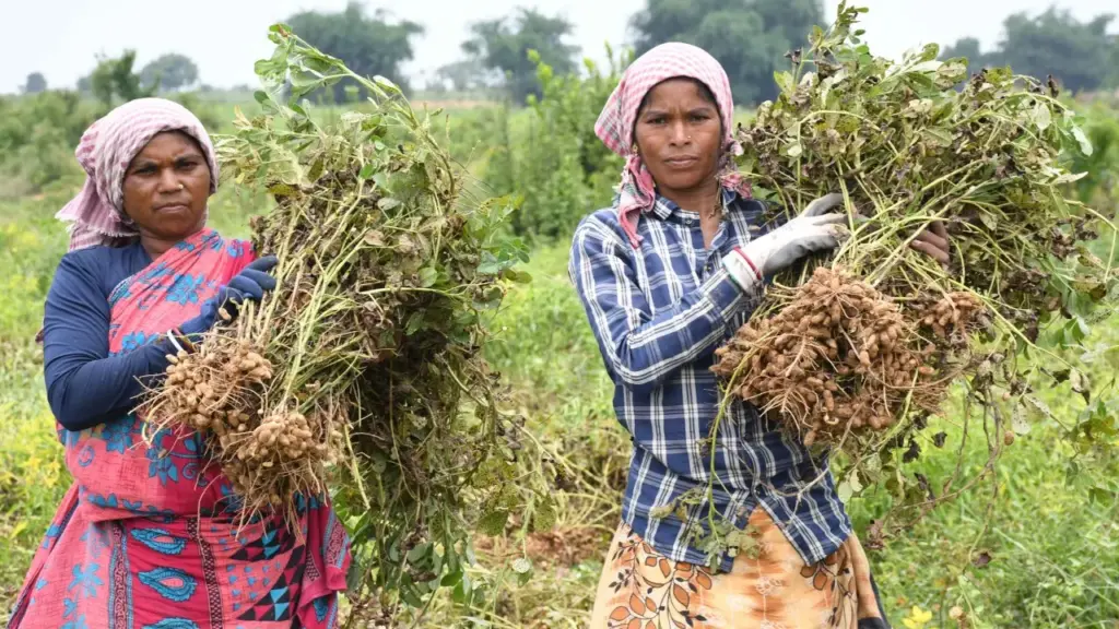 Groundnut Farmers Protest: మార్కెట్ మాయాజాలానికి బలవుతున్న వేరుశనగ రైతులు