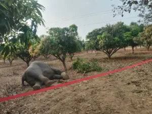 వేటగాళ్ల ఉచ్చుకు రెండు ఏనుగులు బలి!