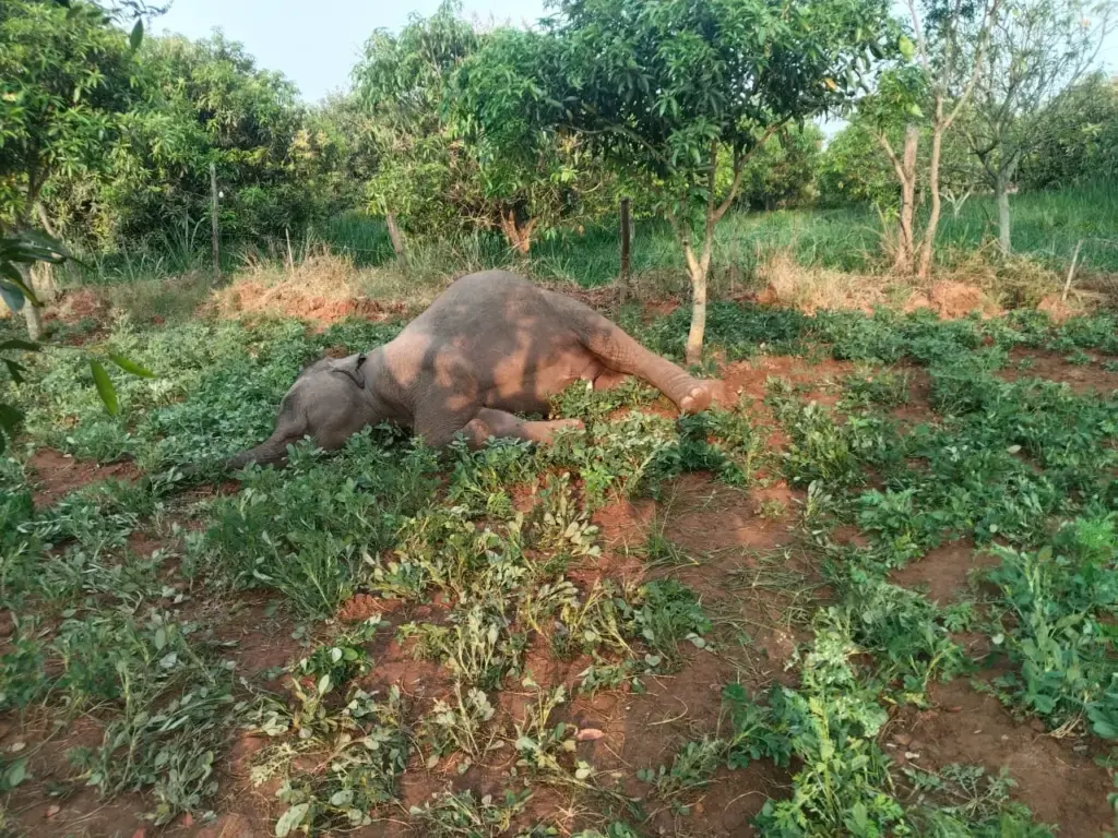 Tirupati Elephant Death: Two elephants killed in poachers' trap!